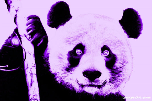 neon lilac Giant panda World Wildlife Art or Pop Art by Wigan UK Artist and Photographer Christopher Beever Available as a small to XXXL wildlife Canvas Print, Wildlife Framed Print, Wildlife print Cushion, Wildlife print Poster, Wildlife print sofa throw, wildlife print blanket, wildlife fine art print poster, wildlife print bedding & more.