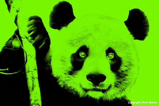 lime green giant panda World Wildlife Art or Pop Art by Wigan UK Artist and Photographer Christopher Beever Available as a small to XXXL wildlife Canvas Print, Wildlife Framed Print, Wildlife print Cushion, Wildlife print Poster, Wildlife print sofa throw, wildlife print blanket, wildlife fine art print poster, wildlife print bedding & more.
