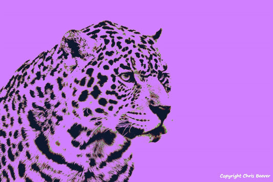 purple jaguar World Wildlife Art or Pop Art by Wigan UK Artist and Photographer Christopher Beever Available as a small to XXXL wildlife Canvas Print, Wildlife Framed Print, Wildlife print Cushion, Wildlife print Poster, Wildlife print sofa throw, wildlife print blanket, wildlife fine art print poster, wildlife print bedding & more.