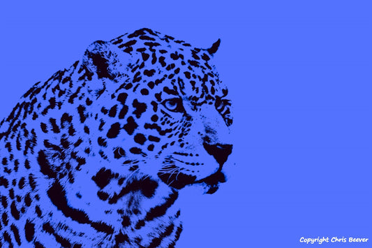 royal blue jaguar World Wildlife Art or Pop Art by Wigan UK Artist and Photographer Christopher Beever Available as a small to XXXL wildlife Canvas Print, Wildlife Framed Print, Wildlife print Cushion, Wildlife print Poster, Wildlife print sofa throw, wildlife print blanket, wildlife fine art print poster, wildlife print bedding & more.