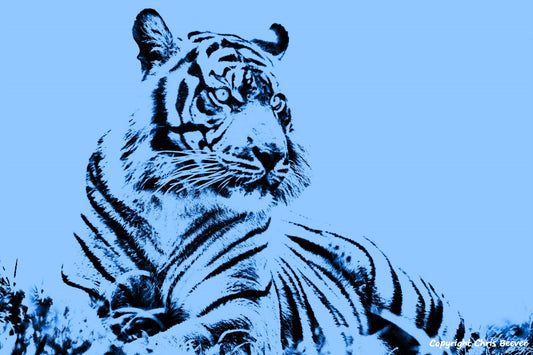 blue Sumatran tiger World Wildlife Art or Pop Art by Wigan UK Artist and Photographer Christopher Beever Available as a small to XXXL wildlife Canvas Print, Wildlife Framed Print, Wildlife print Cushion, Wildlife print Poster, Wildlife print sofa throw, wildlife print blanket, wildlife fine art print poster, wildlife print bedding & more.