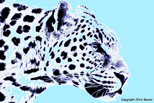 light blue amur leopard World Wildlife Art or Pop Art by Wigan UK Artist and Photographer Christopher Beever Available as a small to XXXL wildlife Canvas Print, Wildlife Framed Print, Wildlife print Cushion, Wildlife print Poster, Wildlife print sofa throw, wildlife print blanket, wildlife fine art print poster, wildlife print bedding & more.