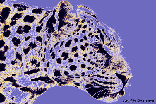 purple amur leopard World Wildlife Art or Pop Art by Wigan UK Artist and Photographer Christopher Beever Available as a small to XXXL wildlife Canvas Print, Wildlife Framed Print, Wildlife print Cushion, Wildlife print Poster, Wildlife print sofa throw, wildlife print blanket, wildlife fine art print poster, wildlife print bedding & more.