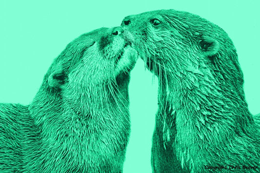 green short clawed otters World Wildlife Art or Pop Art by Wigan UK Artist and Photographer Christopher Beever Available as a small to XXXL wildlife Canvas Print, Wildlife Framed Print, Wildlife print Cushion, Wildlife print Poster, Wildlife print sofa throw, wildlife print blanket, wildlife fine art print poster, wildlife print bedding & more.