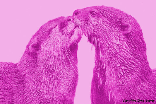 pink short clawed otters World Wildlife Art or Pop Art by Wigan UK Artist and Photographer Christopher Beever Available as a small to XXXL wildlife Canvas Print, Wildlife Framed Print, Wildlife print Cushion, Wildlife print Poster, Wildlife print sofa throw, wildlife print blanket, wildlife fine art print poster, wildlife print bedding & more.