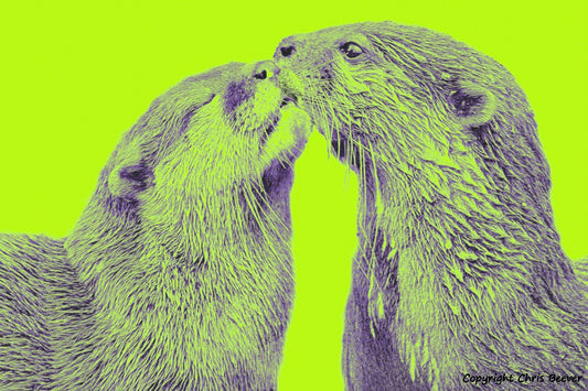 neon green short clawed otters World Wildlife Art or Pop Art by Wigan UK Artist and Photographer Christopher Beever Available as a small to XXXL wildlife Canvas Print, Wildlife Framed Print, Wildlife print Cushion, Wildlife print Poster, Wildlife print sofa throw, wildlife print blanket, wildlife fine art print poster, wildlife print bedding & more.