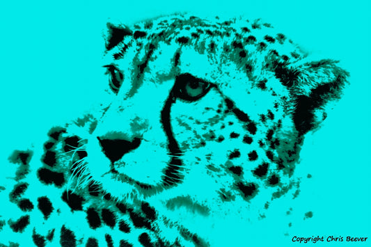 Blue cheetah big cat World Wildlife Art or Pop Art by Wigan UK Artist and Photographer Christopher Beever Available as a small to XXXL wildlife Canvas Print, Wildlife Framed Print, Wildlife print Cushion, Wildlife print Poster, Wildlife print sofa throw, wildlife print blanket, wildlife fine art print poster, wildlife print bedding & more.