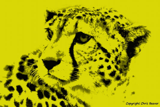 yellow cheetah big cat World Wildlife Art or Pop Art by Wigan UK Artist and Photographer Christopher Beever Available as a small to XXXL wildlife Canvas Print, Wildlife Framed Print, Wildlife print Cushion, Wildlife print Poster, Wildlife print sofa throw, wildlife print blanket, wildlife fine art print poster, wildlife print bedding & more.