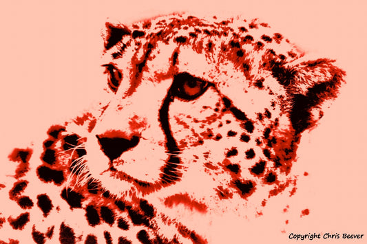 peach cheetah big cat World Wildlife Art or Pop Art by Wigan UK Artist and Photographer Christopher Beever Available as a small to XXXL wildlife Canvas Print, Wildlife Framed Print, Wildlife print Cushion, Wildlife print Poster, Wildlife print sofa throw, wildlife print blanket, wildlife fine art print poster, wildlife print bedding & more.