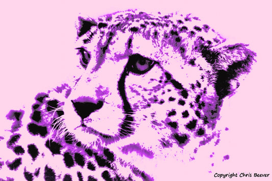 purple cheetah big cat World Wildlife Art or Pop Art by Wigan UK Artist and Photographer Christopher Beever Available as a small to XXXL wildlife Canvas Print, Wildlife Framed Print, Wildlife print Cushion, Wildlife print Poster, Wildlife print sofa throw, wildlife print blanket, wildlife fine art print poster, wildlife print bedding & more.