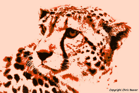 peachy cheetah big cat World Wildlife Art or Pop Art by Wigan UK Artist and Photographer Christopher Beever Available as a small to XXXL wildlife Canvas Print, Wildlife Framed Print, Wildlife print Cushion, Wildlife print Poster, Wildlife print sofa throw, wildlife print blanket, wildlife fine art print poster, wildlife print bedding & more.