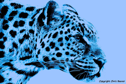 blue amur leopard World Wildlife Art or Pop Art by Wigan UK Artist and Photographer Christopher Beever Available as a small to XXXL wildlife Canvas Print, Wildlife Framed Print, Wildlife print Cushion, Wildlife print Poster, Wildlife print sofa throw, wildlife print blanket, wildlife fine art print poster, wildlife print bedding & more.