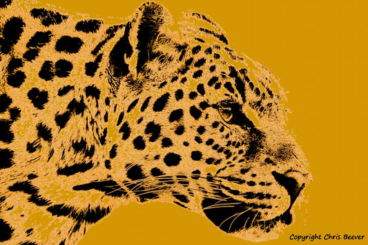 brown amur leopard World Wildlife Art or Pop Art by Wigan UK Artist and Photographer Christopher Beever Available as a small to XXXL wildlife Canvas Print, Wildlife Framed Print, Wildlife print Cushion, Wildlife print Poster, Wildlife print sofa throw, wildlife print blanket, wildlife fine art print poster, wildlife print bedding & more.