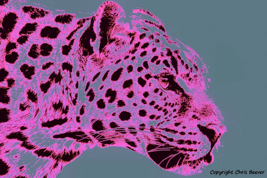 pink amur leopard World Wildlife Art or Pop Art by Wigan UK Artist and Photographer Christopher Beever Available as a small to XXXL wildlife Canvas Print, Wildlife Framed Print, Wildlife print Cushion, Wildlife print Poster, Wildlife print sofa throw, wildlife print blanket, wildlife fine art print poster, wildlife print bedding & more.