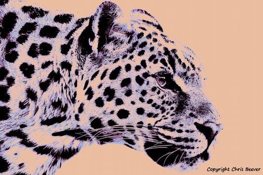 peach Amur leopard World Wildlife Art or Pop Art by Wigan UK Artist and Photographer Christopher Beever Available as a small to XXXL wildlife Canvas Print, Wildlife Framed Print, Wildlife print Cushion, Wildlife print Poster, Wildlife print sofa throw, wildlife print blanket, wildlife fine art print poster, wildlife print bedding & more.