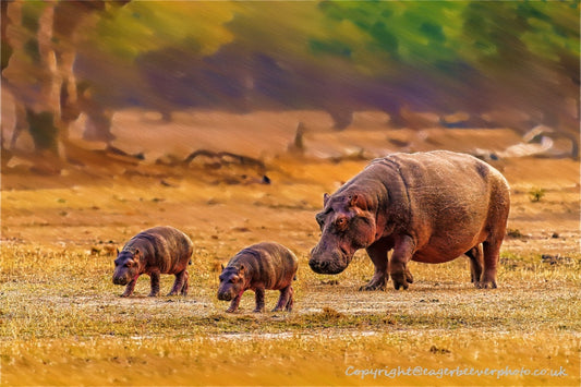 African Wildlife Art by UK Artist Christopher Beever 42