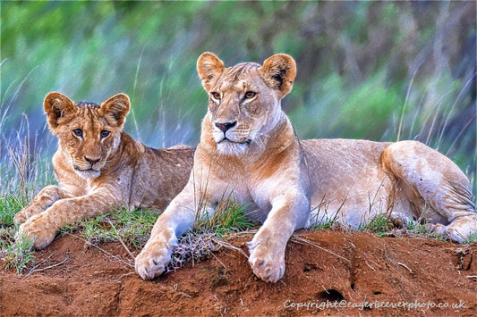 African Wildlife Art by UK Artist Christopher Beever 46