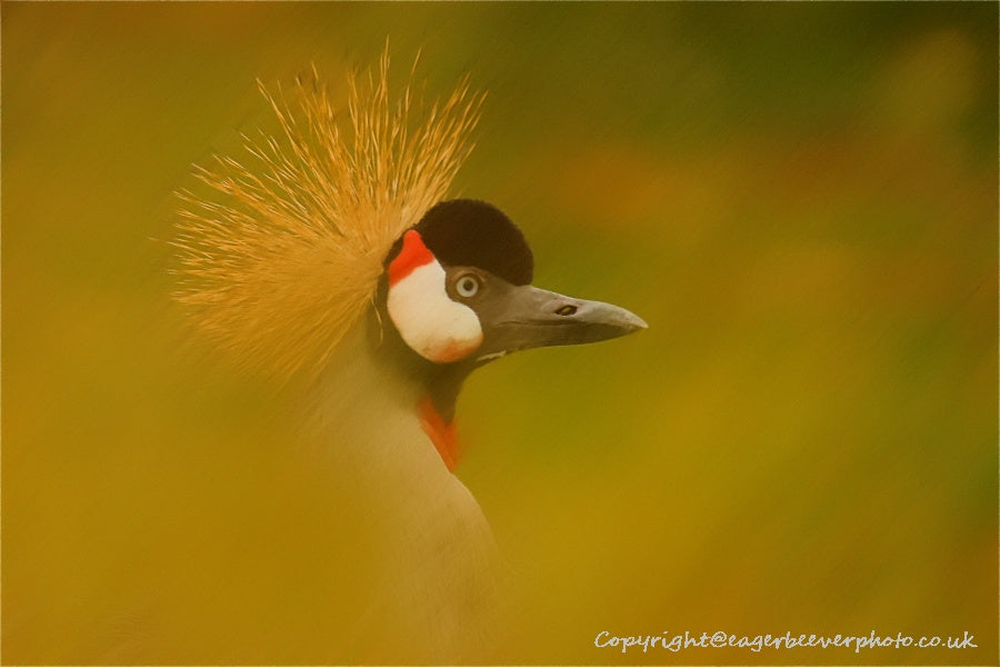 African Wildlife Art by UK Artist Christopher Beever 48