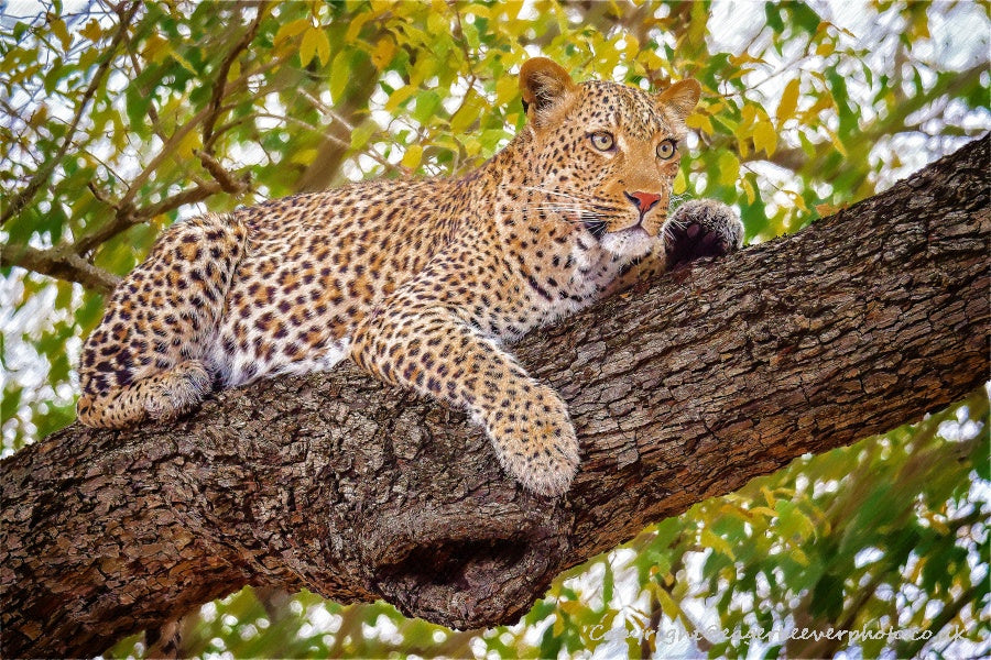 African Wildlife Art by UK Artist Christopher Beever 52