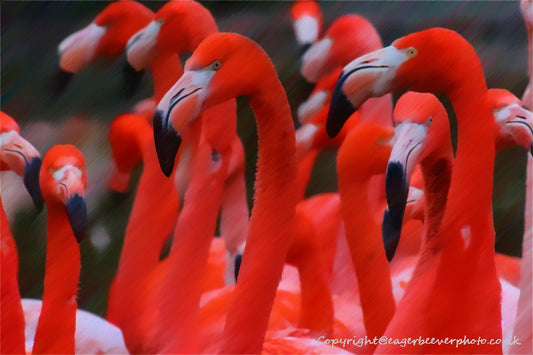 African Wildlife Art by UK Artist Christopher Beever 54