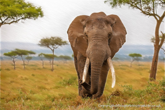 African Wildlife Art by UK Artist Christopher Beever 56