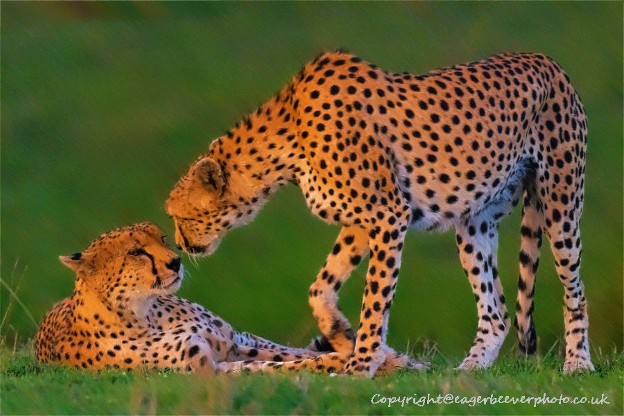 African Wildlife Art by UK Artist Christopher Beever 60