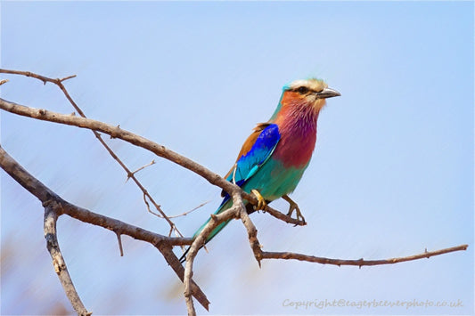 African Wildlife Art by UK Artist Christopher Beever 68