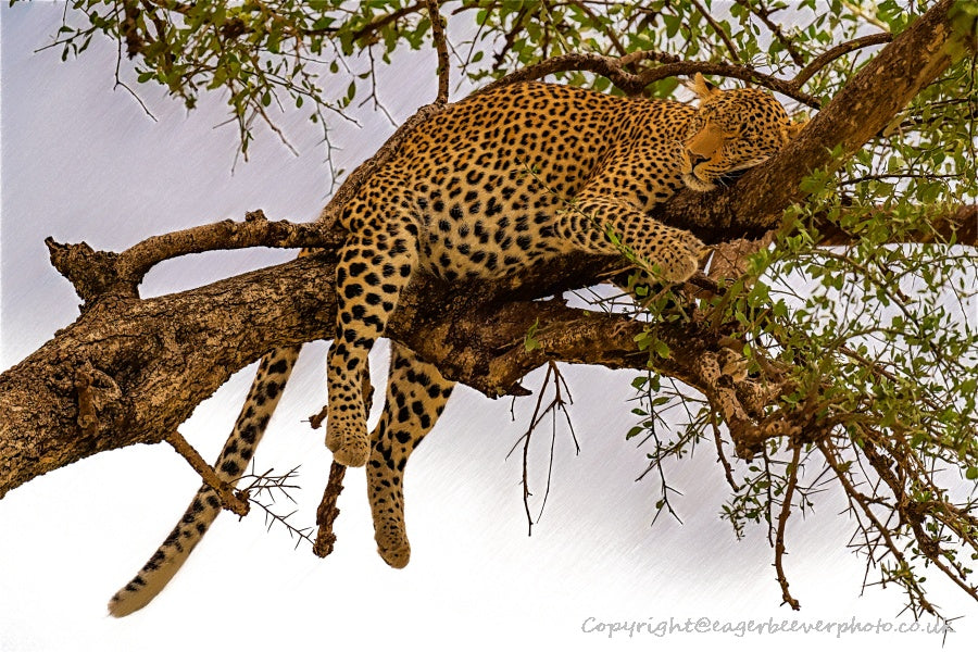 African Wildlife Art by UK Artist Christopher Beever 70