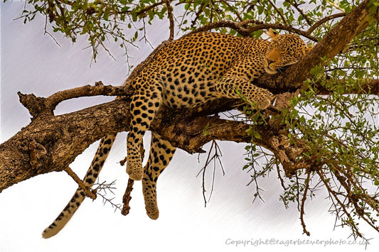 African Wildlife Art by UK Artist Christopher Beever 70