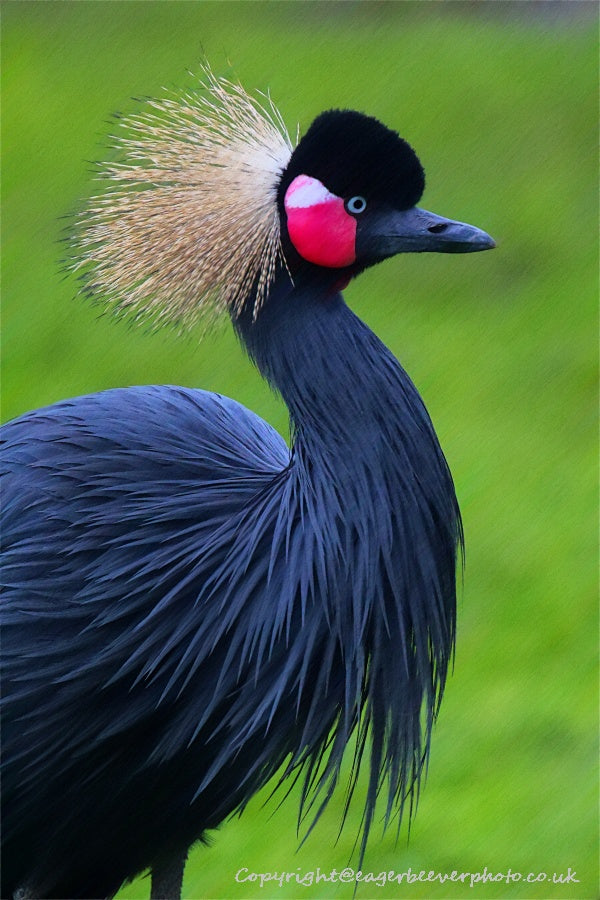 African Wildlife Art by UK Artist Christopher Beever 72