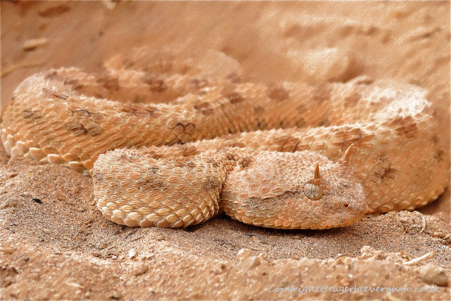 African Wildlife Art by UK Artist Christopher Beever 12