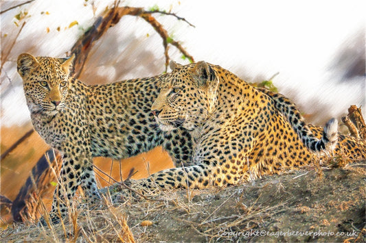 African Wildlife Art by UK Artist Christopher Beever 2