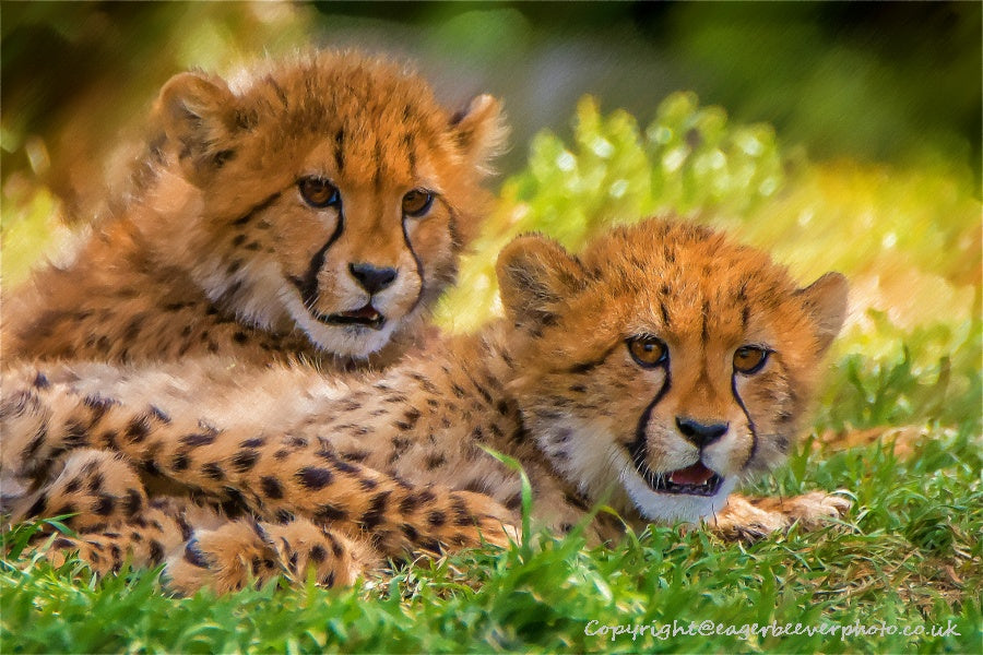 African Wildlife Art by UK Artist Christopher Beever 22