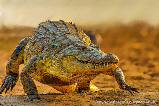 African Wildlife Art by UK Artist Christopher Beever 28