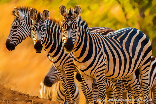African Wildlife Art by UK Artist Christopher Beever 29