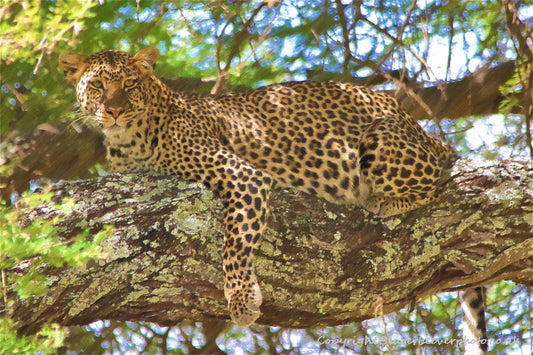 African Wildlife Art by UK Artist Christopher Beever 31