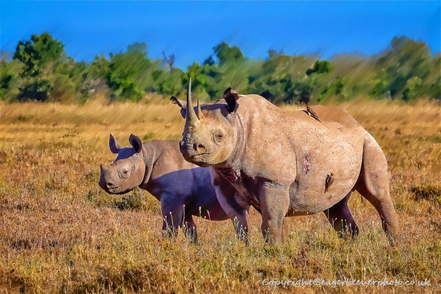 African Wildlife Art by UK Artist Christopher Beever 39