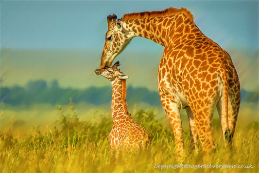 African Wildlife Art by UK Artist Christopher Beever 4