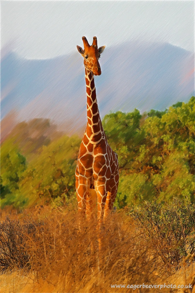Giraffe African Wildlife Art by Wigan UK Artist and Photographer Christopher Beever Available as a S to XXL wildlife Canvas Print, Wildlife Framed Print, Wildlife print Cushion, Wildlife print Poster, Wildlife print sofa throw, wildlife print blanket, wildlife print poster, wildlife print bedding, wildlife wall mural & more.