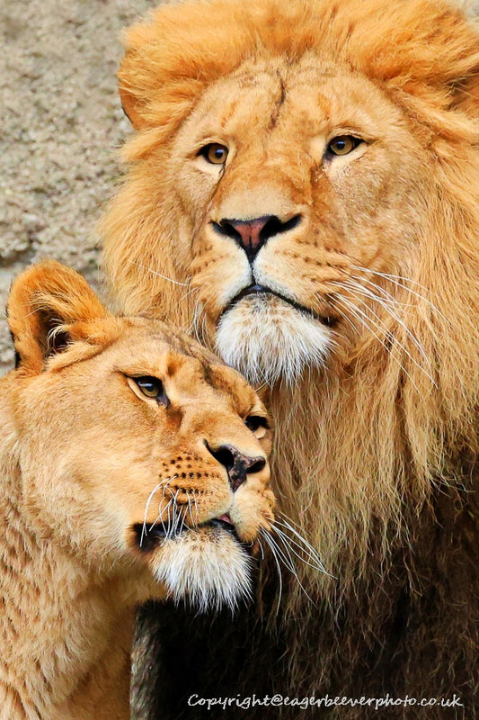 Big Cat Wildlife Art by UK Artist christopher Beever 12