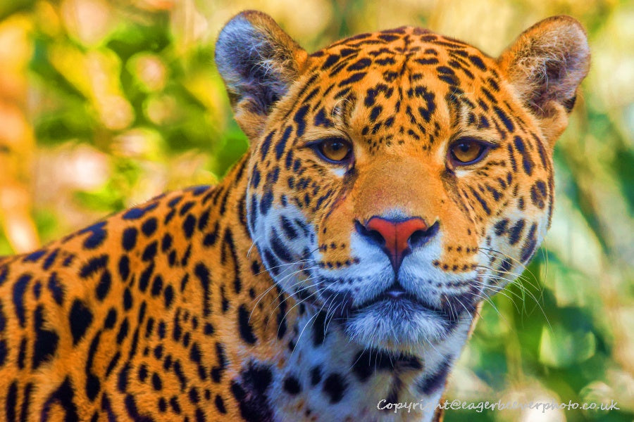Big Cat Wildlife Art by UK Artist christopher Beever 15