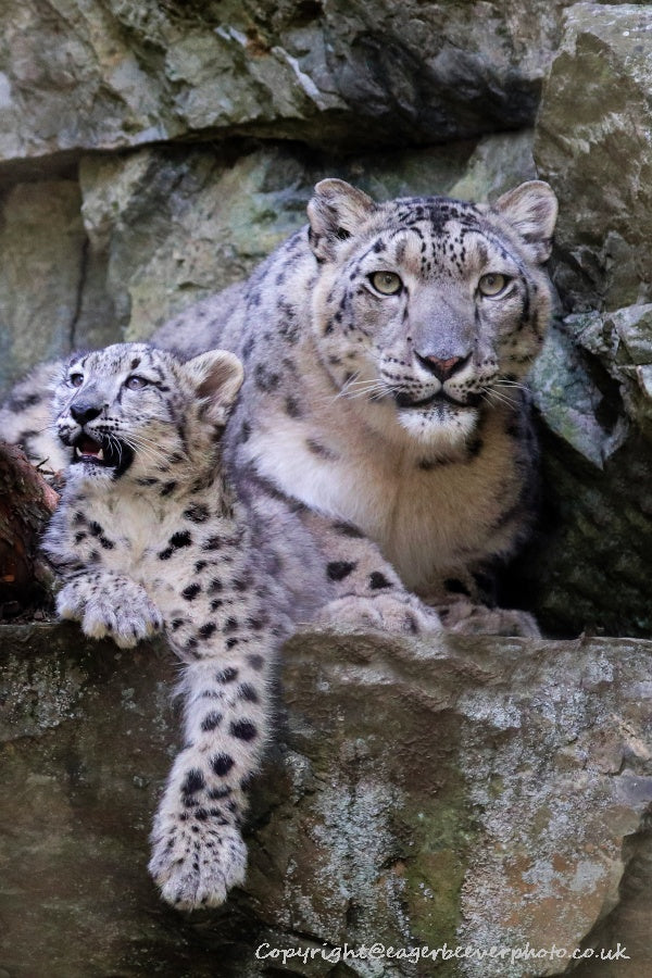 Big Cat Wildlife Art by UK Artist christopher Beever 17