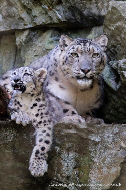 Big Cat Wildlife Art by UK Artist christopher Beever 17