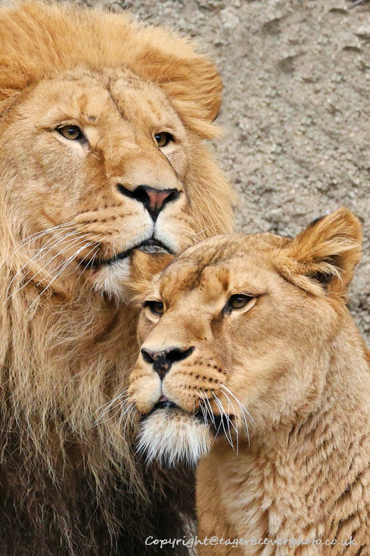 Big Cat Wildlife Art by UK Artist christopher Beever 25