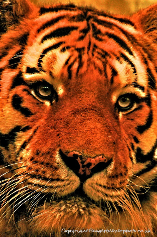 Big Cat Wildlife Art by UK Artist christopher Beever 26