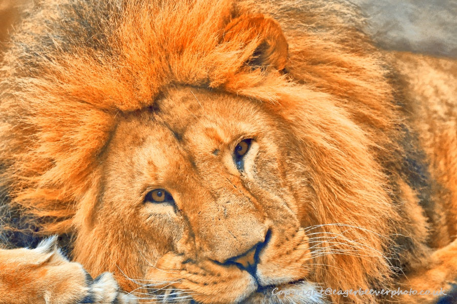 Big Cat Wildlife Art by UK Artist christopher Beever 27