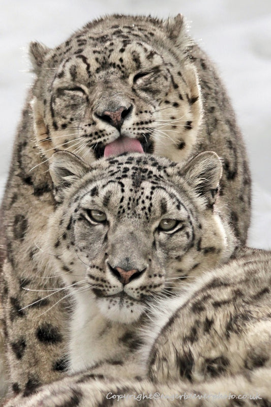 Big Cat Wildlife Art by UK Artist christopher Beever 29