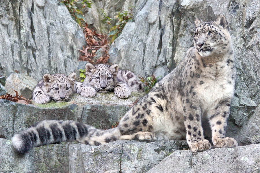 Big Cat Wildlife Art by UK Artist christopher Beever 3
