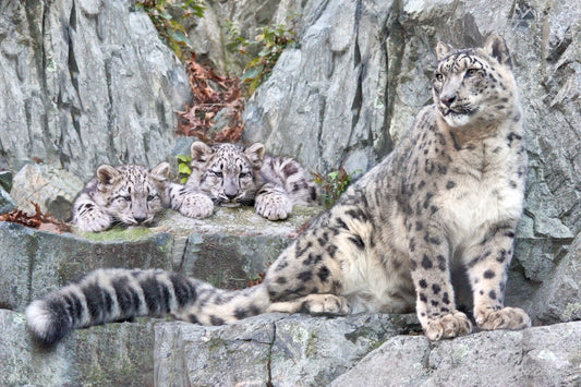 Big Cat Wildlife Art by UK Artist christopher Beever 3