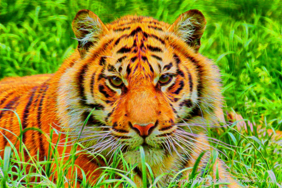 Big Cat Wildlife Art by UK Artist christopher Beever 30